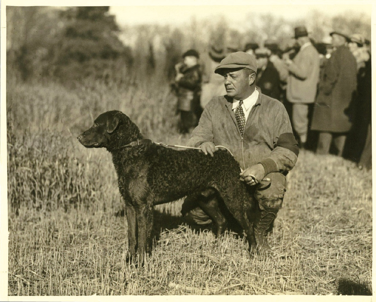 American Chesapeake Club.jpg